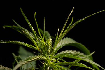 marijuana plant top flower high cannabinoid extract medicine
