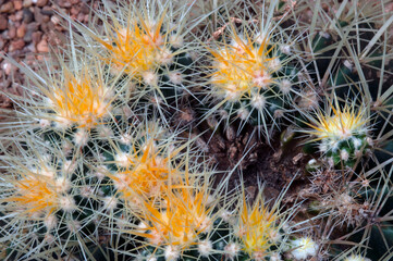 Echinocactus grusonii Hildm.CACTACEAE .
And is a species of cactus.