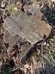 Texture cross-section of cut tree with cracks, tree stump with cracks. Gray textured stump on green grass background .