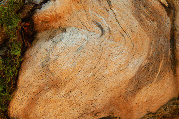 Obraz premium Beautiful rich wood texture background with cracks for design and text.