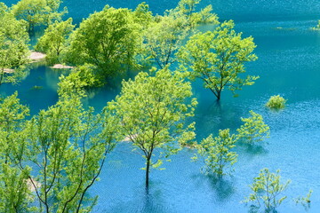 初夏、鎧畑ダムの水没林。仙北、秋田、日本。5月下旬。