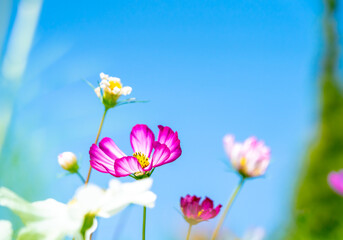 Fototapeta premium beautiful cosmos flowers are blooming in vintage tones with bright sky background.