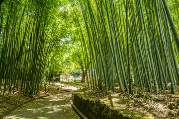 bamboo forest in the morning
