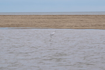 seagulls on the beach