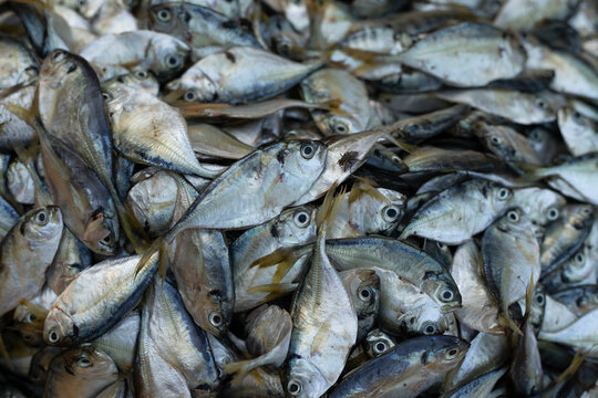 macro photo of fresh fish at the market