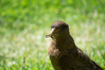 hawk eating in the grass