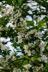 White flowers of apple tree on a branch in the garden.