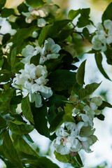 White flowers of apple tree on a branch in the garden.