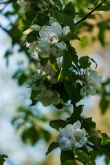 White flowers of apple tree on a branch in the garden.