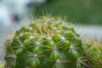 Close up photo of cactus ribs and spines. Vertical ridges are protected by groups of thorns going in all directions.