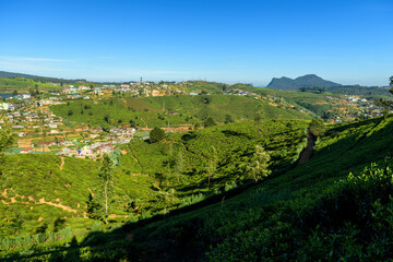 Tea plantations in Sri Lanka.