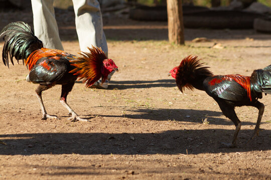 Fighting cock was at Suai Timor Leste