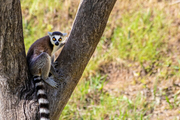 Lemur is an arboreal primate with a pointed snout and typically a long tail, found only in Madagascar.
