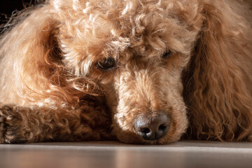 An apricot poodle with curly golden hair lies in the sunlight on a black background.
