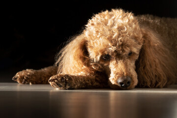 An apricot poodle with curly golden hair lies in the sunlight on a black background.