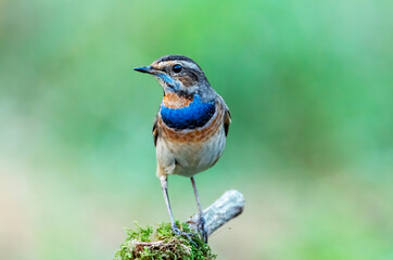 Male bluethroat perching on tree branch , Thailand