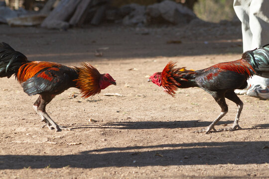 Two rooster were fighting at outdoors, Dili Timor Leste