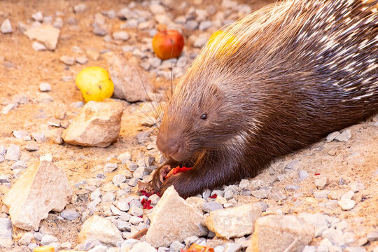 Porcupine Are Large Rodents With Coats Of Sharp And Pointy Spines, Or Quills, That Protect Them Against Predators.