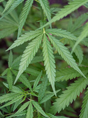 Cannabis plant growing at outdoors marijuana farm. The texture of marijuana leaves. Close-up photo with copy space for text. Concept of cannabis plantation for medical