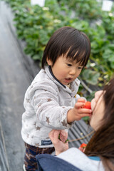 子供　いちご狩り