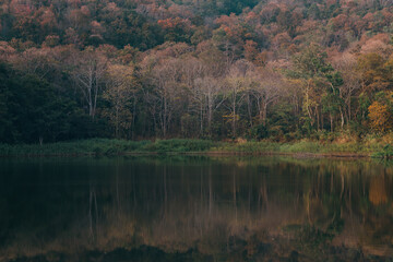 Autumn forest landscape with reflection in the lake 