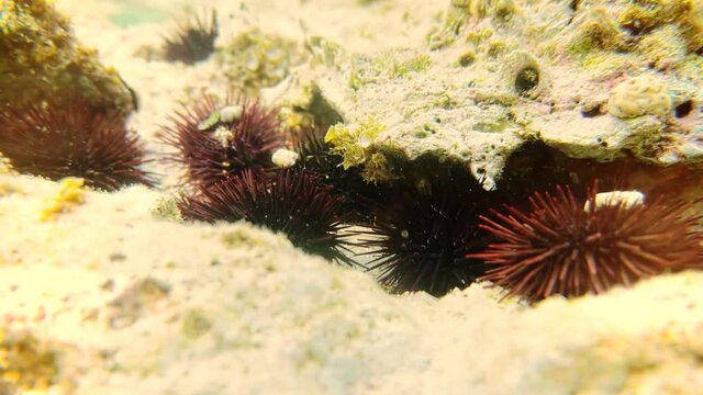Sea Urchin Underwater On Indian Ocean.Long Spines Sea Urchin. Underwater Fauna On Zanzibar Tanzania Beach.Echinothrix Diadema In Water. Dangerous Creature On Holiday Vacation Coral Reef.Ocean Life.