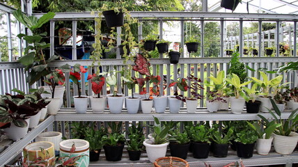 various types of taro flower , ornamental plants are beautiful and beautiful