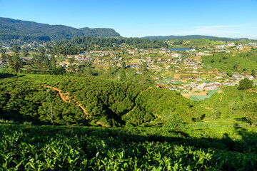 Fototapeta na wymiar Tea plantations in Sri Lanka.