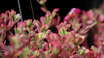 Fototapeta premium Selective focus and blurry beautiful pink portulaca oleracea flower