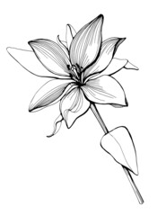 Vector Lily floral botanical flower. Wild spring leaf wildflower isolated. Black and white engraved ink art. Isolated lily illustration element.