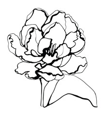 Hand drawn beautiful peony. Leaner