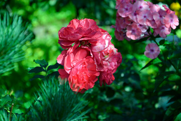 Red peony. Peony flowers are red. Large peony flowers. Blooming rose bush. Beautiful flowering shrubs in the garden. White buds with lush petals.