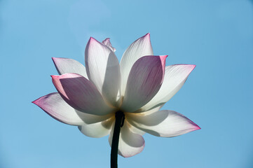 Pink lotus flower  on blue sky background .Beautiful tropical flowers that symbolize Buddhism..