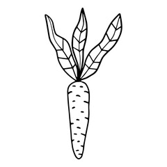 Cartoon hand drawn doodle carrot with leaves isolated on white background. Food or snack.