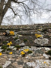 flowers on the stone