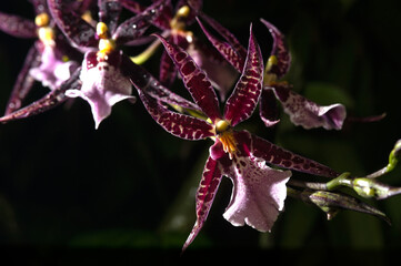 Spider Orchids in full flower in the Orchid House at Farms..