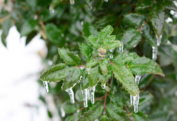 A close-up of an evergreen shrub European holly, Ilex covered with ice after an ice storm, freezing rain, ice pellets in winter. Glass green leaves of a holly tree with icicles.
