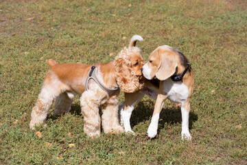 Cute cavalier king charles spaniel puppy and english beagle puppy are standing in the autumn park....
