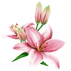 Fototapeta na wymiar Pink lilies, floral elements isolated on white background. Illustration of the pink lily and blooms with green leaves
