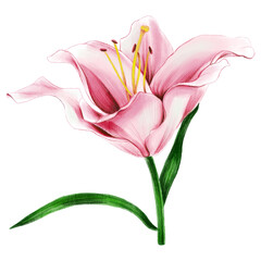 Pink lilies. Floral set. Flowers on a white background. Illustration. Design element for scrapbooking, 
 Invitations, greeting card, books and journals, 
 decoupage, weddings, birthdays.