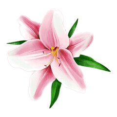 Bush Pink Stargazer Lilies isolated on a white background