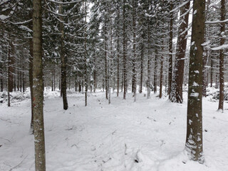 Spruces in the winter forest