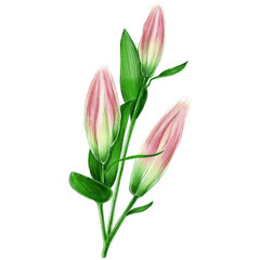 Pink lily flower. Can be used as print, postcard, packaging design, invitation, greeting card, book illustration, textile design, stickers, and so on.