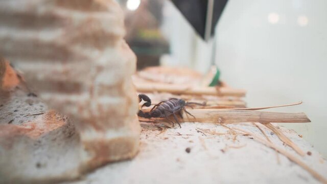 Venomous Scorpion Crawling Inside The Terrarium With Sand And Dried Leaves. - close up
