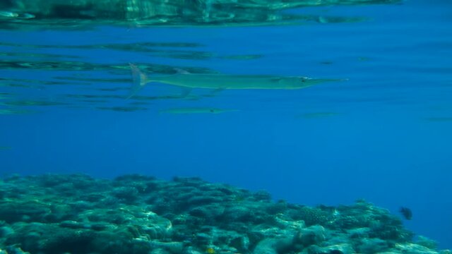School of Needlefish swim under surface of water above coral reef