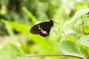 Black butterfly with red spots
