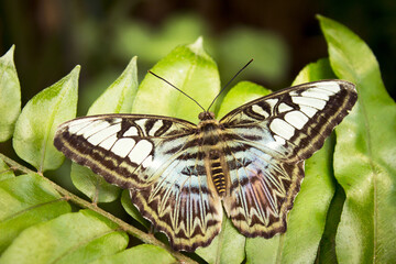 Greenish and brown butterfly