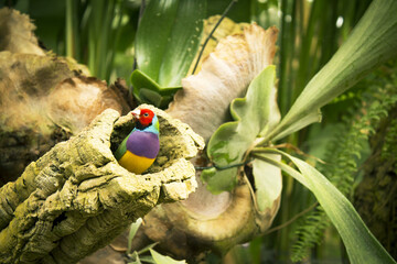 Gould finch bird inside its nest in a tree