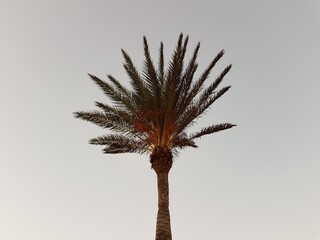Palma na Fuerteventurze