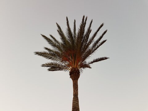 Palma na Fuerteventurze